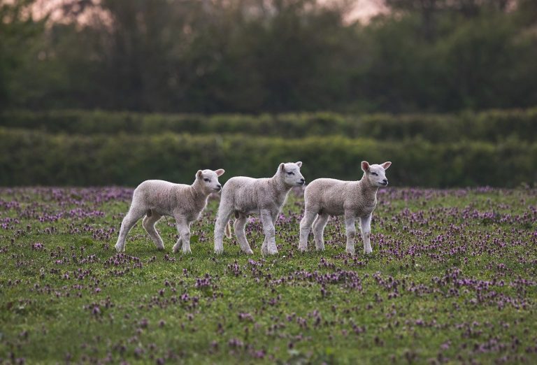importanta cresterii animalelor in economia mondiala