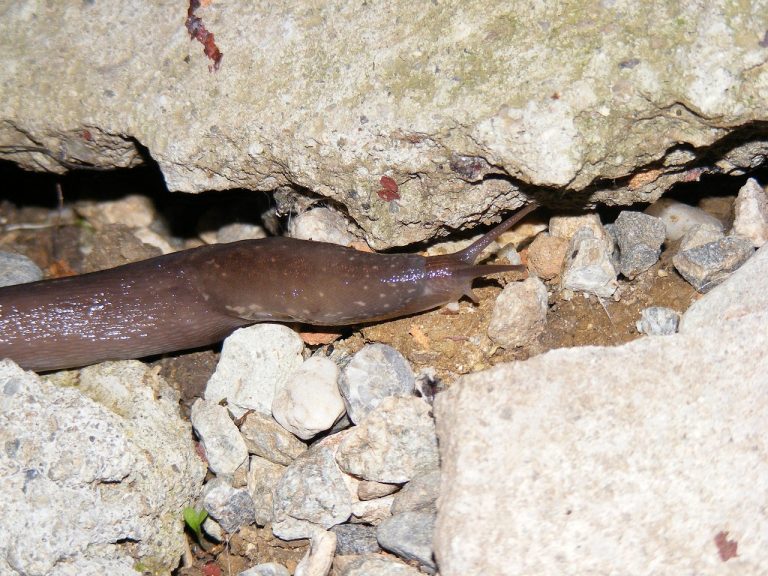 ce inseamna salariul brut